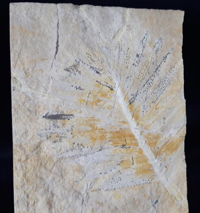 Zamites feneonis BRONGNIART - Bild &copy; FossNet FossilienStore